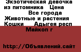 Экзотическая девочка из питомника › Цена ­ 25 000 - Все города Животные и растения » Кошки   . Адыгея респ.,Майкоп г.